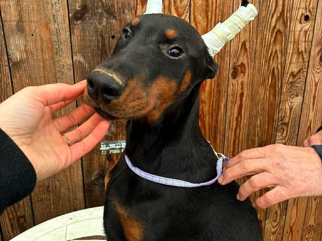 Dobermann