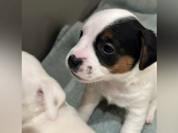 Limelight Kennels