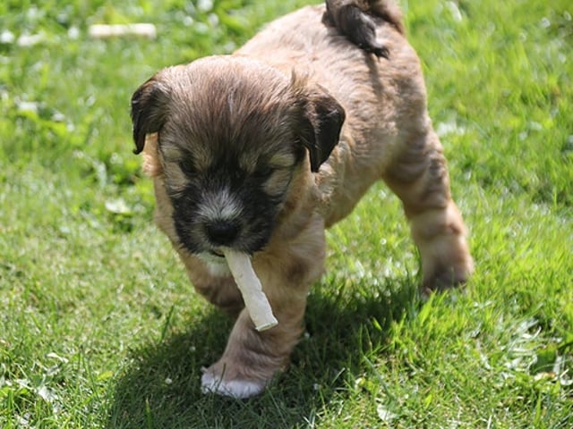 Tibetansk terrier