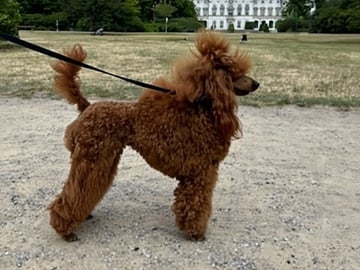 Miniature Poodle · Malm · Malgorzata Sabina Baranek