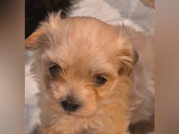 50%russisk bolonka 50%chihuahua/shi · Åros · Privat