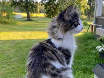 Lodahlshjem