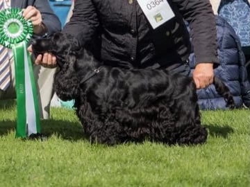 Cocker spaniel · Nedstrand · Tove Evensen