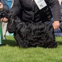 Cocker spaniel