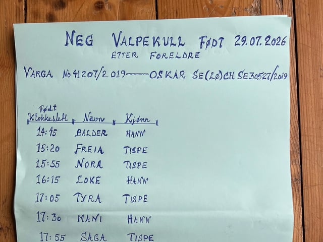 Norsk elghund – gråhund