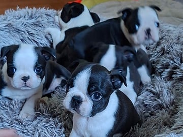 Bostonterrier · Porsgrunn · Cecilie K.