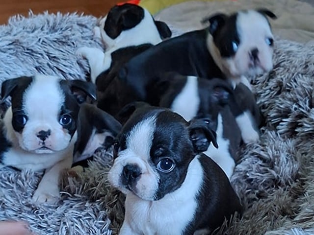 Bostonterrier