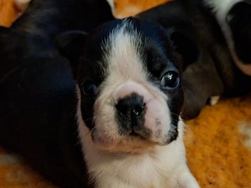Bostonterrier · Porsgrunn · Cecilie K.