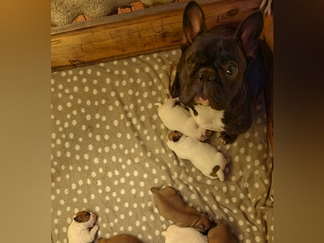 Fransk bulldog