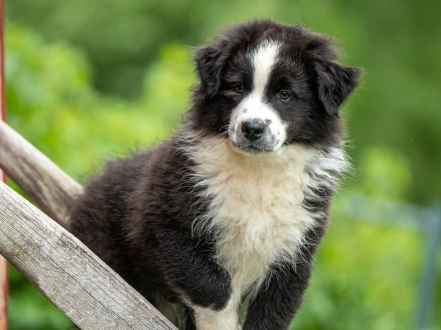Australian shepherd