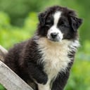 Australian shepherd
