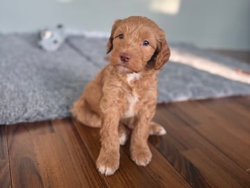 101 Labradoodles