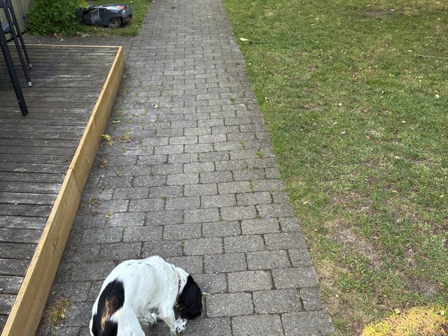 Cocker spaniel · Silkeborg · Casper B.