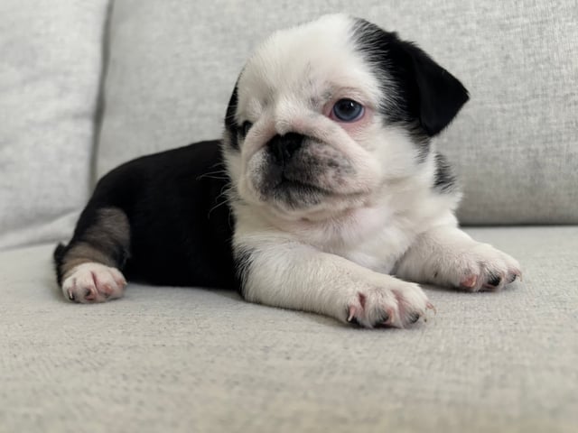 Mops
