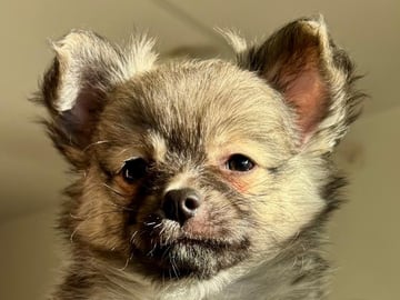 Chihuahua blandras · Bålsta · Bålsta