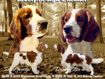 Lovely Design’s kennel