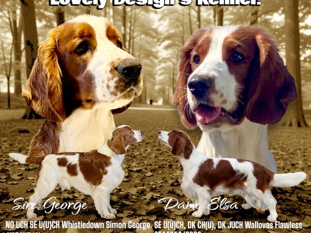 Welsh springer spaniel