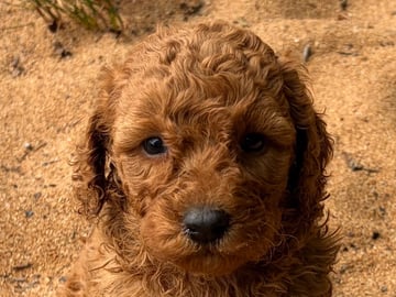 Labradoodle · Vittsjö · Fluffssons