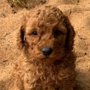 Labradoodle