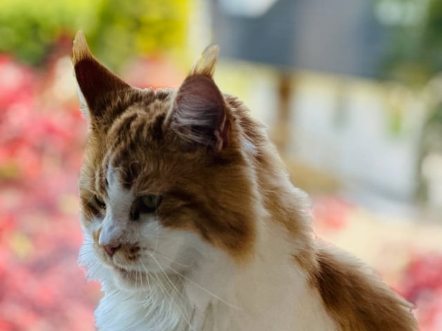 Maine Coon