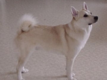 Norsk buhund