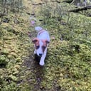 Jack Russell terrier