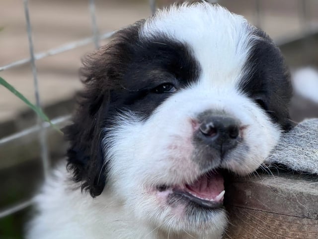 Saint Bernard