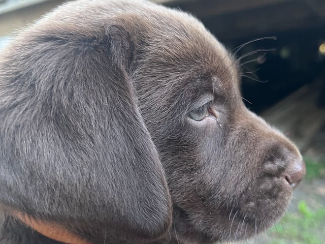 Labrador retriever
