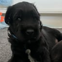 Briard