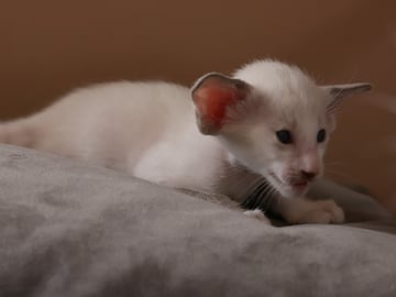 Oriental Adore Cattery