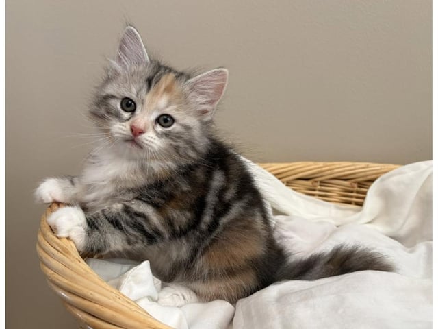 Sibirisk kat