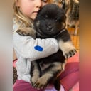 Eurasier