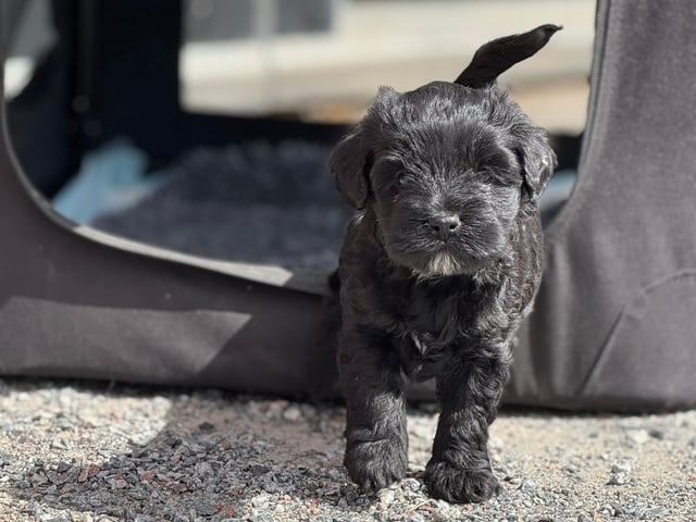 Tibetansk terrier