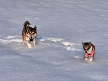 Norsk lundehund · Sørskogbygda · Furukollens