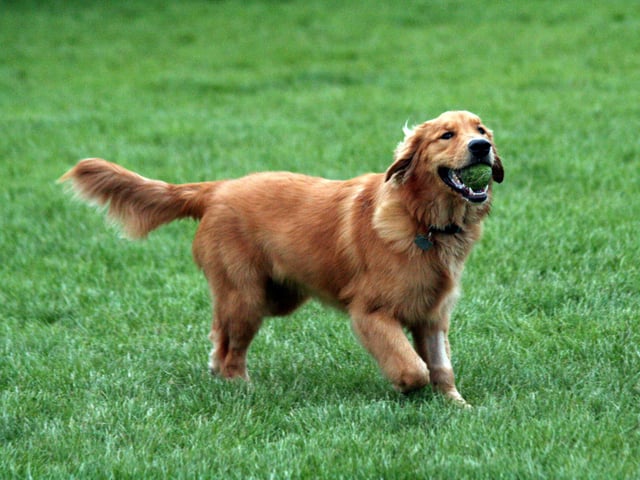 Golden retriever
