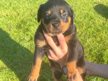 Rottweiler · Karlskoga · Lisabeta M.