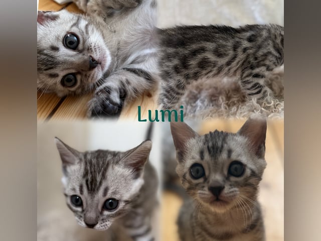Bengal