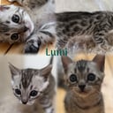 Bengal