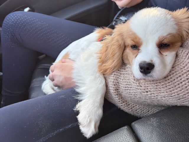 Cavalier king charles spaniel