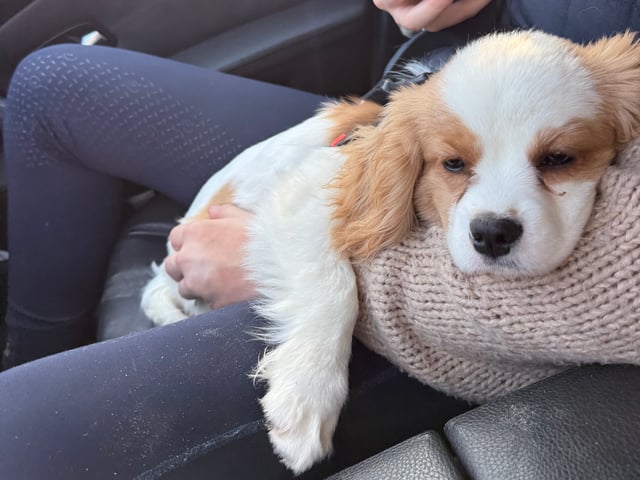 Cavalier king charles spaniel