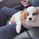 Cavalier king charles spaniel