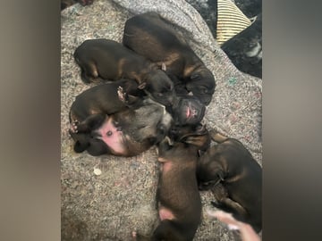 Schæferhund · Kolsva · Lugnets Hundar