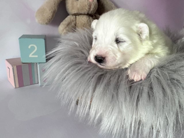 Arctic White Samoyed