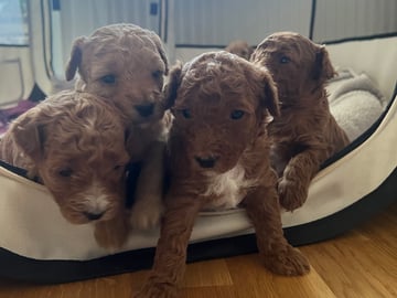 Maltipoo · Upplands väsby · Katarina