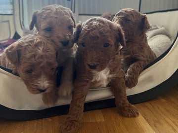 Maltipoo · Upplands väsby · Katarina