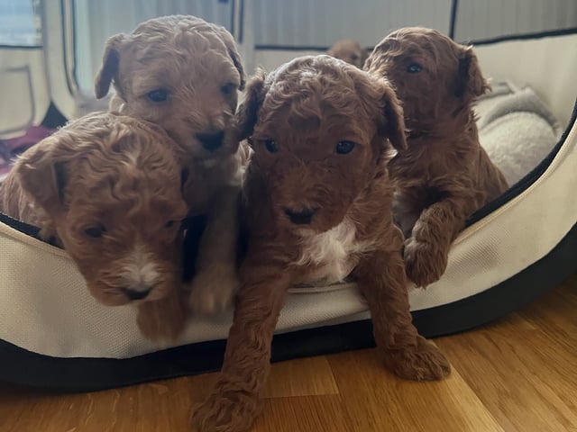 Maltipoo · Upplands väsby · Katarina