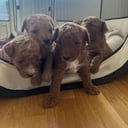 Maltipoo