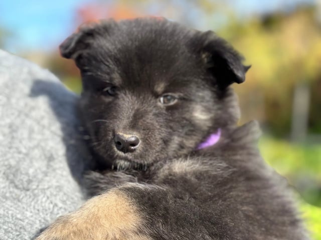 Finsk lapphund