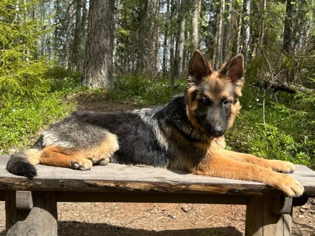 Schæferhund