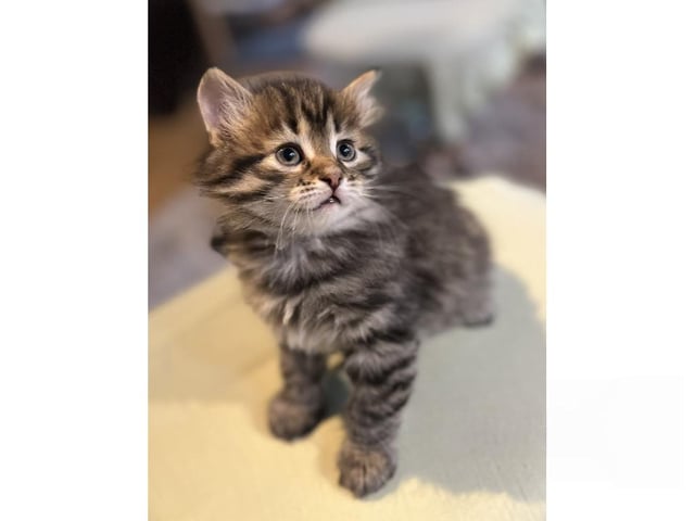 Sibirisk kat